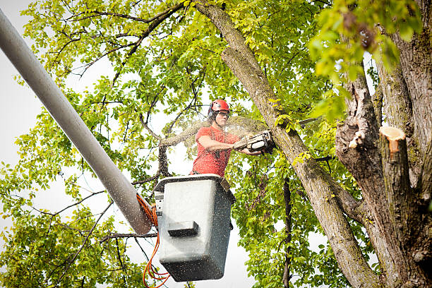 Dead Tree Removal in New Rochelle, NY